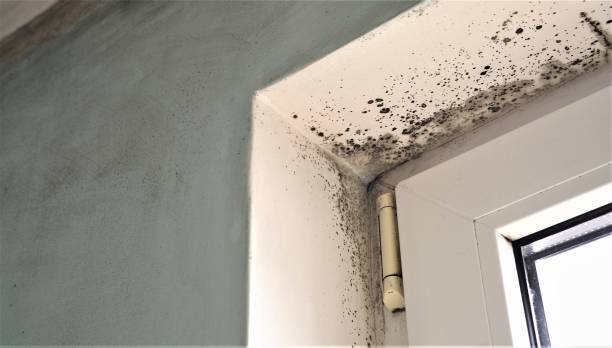 Best Mold Damage Restoration  in Northfield, NJ