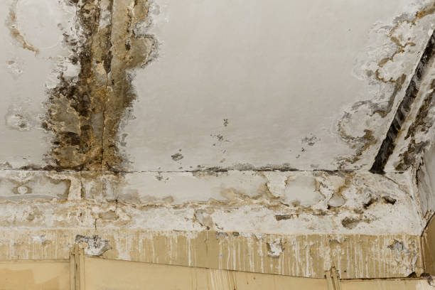 Best Air Quality Testing for Mold Spores  in Northfield, NJ