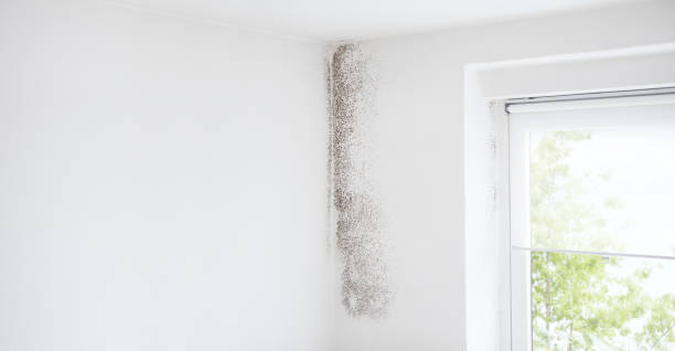 Best Forensic Mold Investigation  in Northfield, NJ