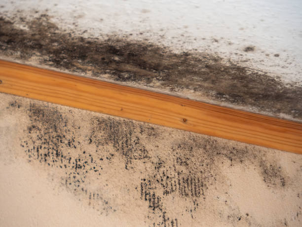  Northfield, NJ Mold Removal Pros