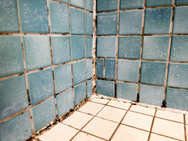 Best Biohazard Mold Removal  in Northfield, NJ