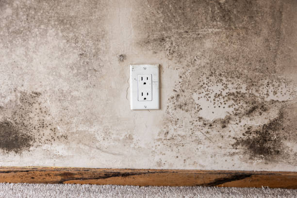 Best Industrial Mold Remediation  in Northfield, NJ