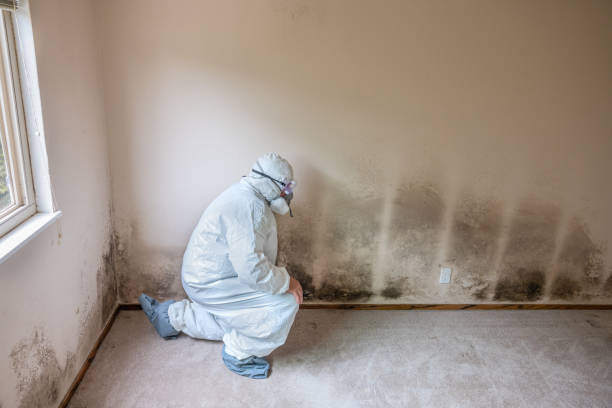 Best Mold Odor Removal Services  in Northfield, NJ