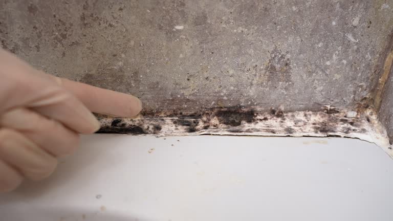 Best Comprehensive Air Testing for Mold Contaminants  in Northfield, NJ